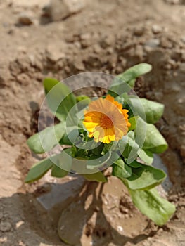 Merigold Plants photo